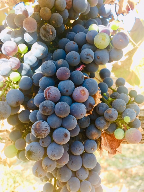 5 pictures of people in the vineyard, a bin of grapes