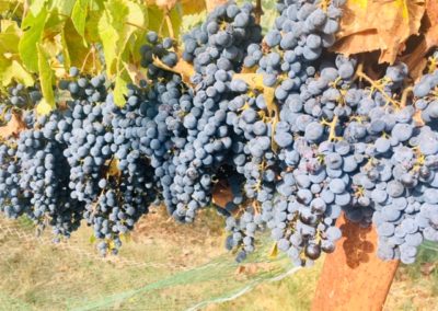 grapes hanging on the vine