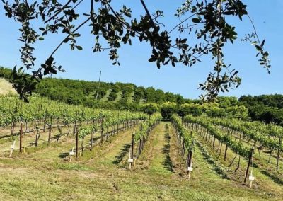 vineyard with tree leave in the foreground