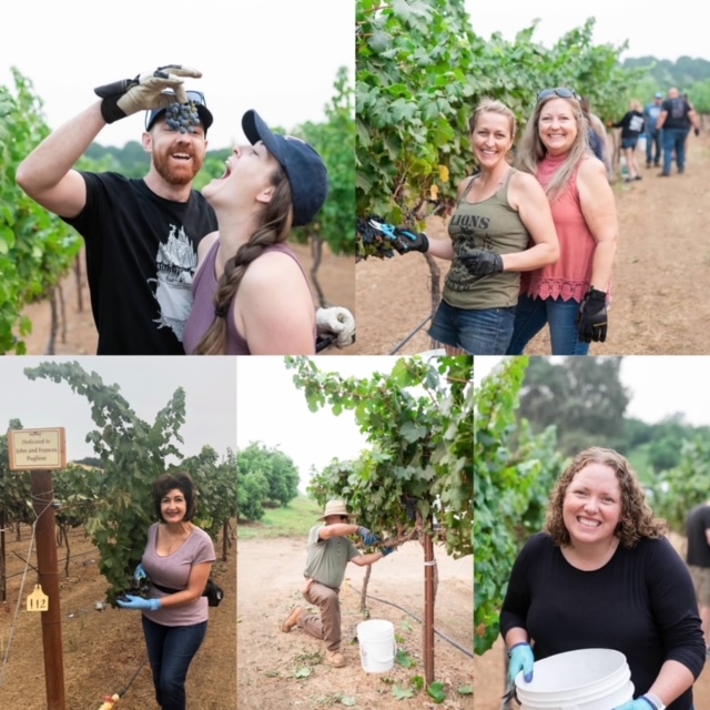 5 pictures of people near grape vines