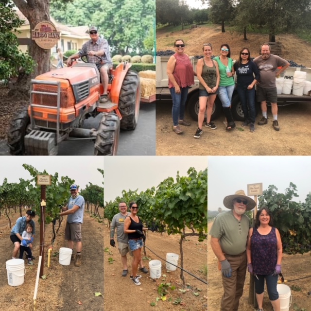 5 pictures of people in the vineyard, one man on a tractor