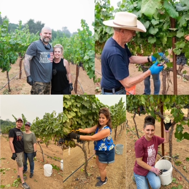 5 pictures of people near grapevines, some are picking grapes