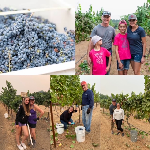 5 pictures of people in the vineyard, a bin of grapes