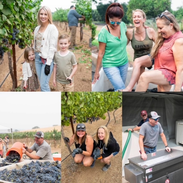 5 pictures of people in the vineyard, some foot stomping grapes, standing by machine