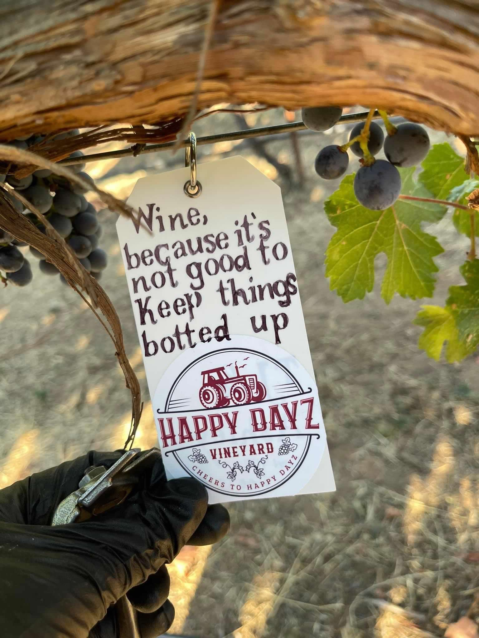 5 pictures of people near grape vines